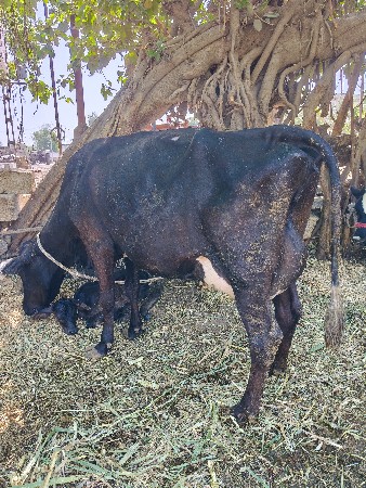 જર્સી