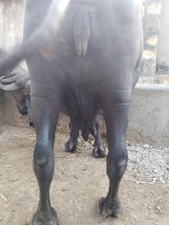 ભેસ વેચવા ની છે
