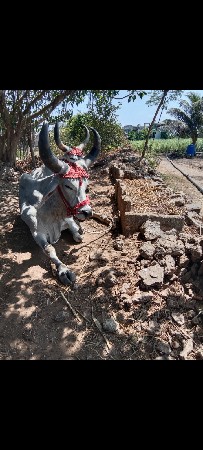 ગોઢલા વેચવાનાછે