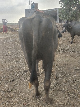 khadeli vechca ni chhe