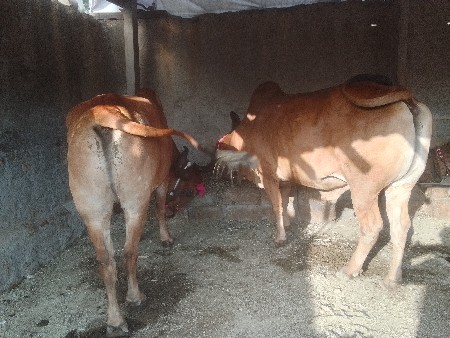 બળદ વેચવાના છે ત્રીજી ધરના
