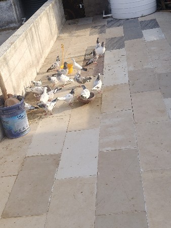 fulll udan vara kabutar