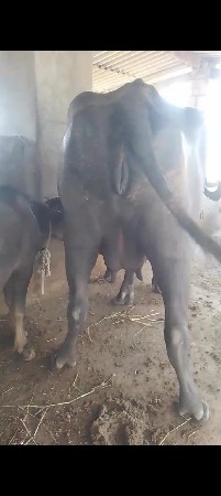 ભેંસ વેચવાની છે