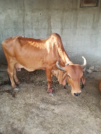 વેચવાની છે