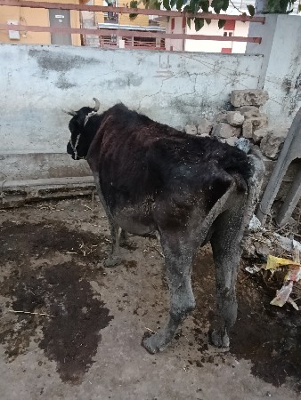 એસબ