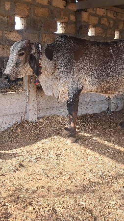 લેવી હોય ઈજ ફોન કરે