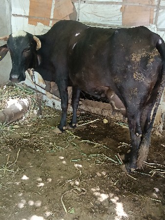 ગીર ક્રોસ ગાય વેચવાની છે