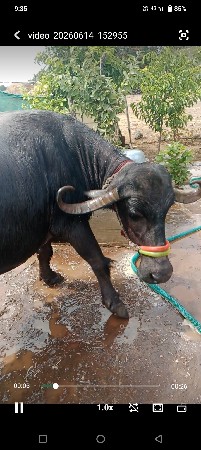 ભેંશ વેચવાની છે 3જુ વેતર