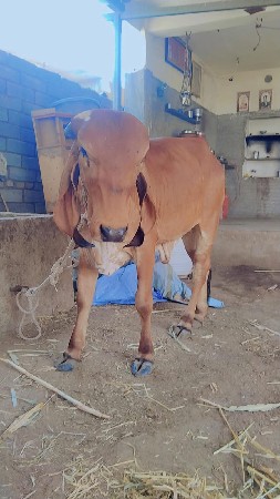 ન્યુ હોલેન્ડ