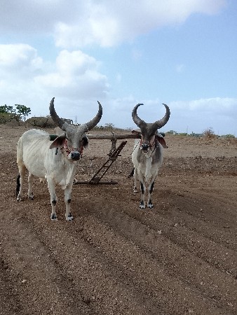 બળદ વેચવાના છે