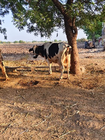 આ ગાય વેચવાની સે