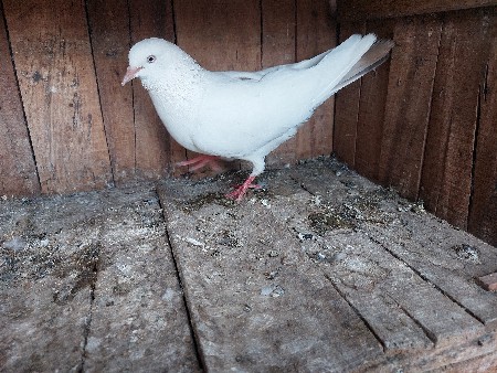 laldum female
