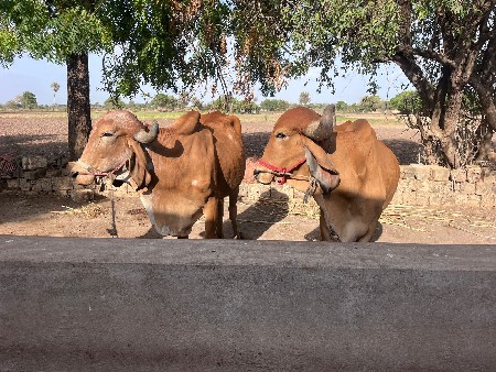 બળદ