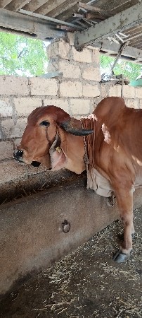 હોડકી