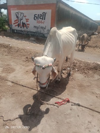 સાહેબ