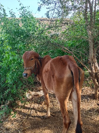 હોડકી શે વેસવાની
