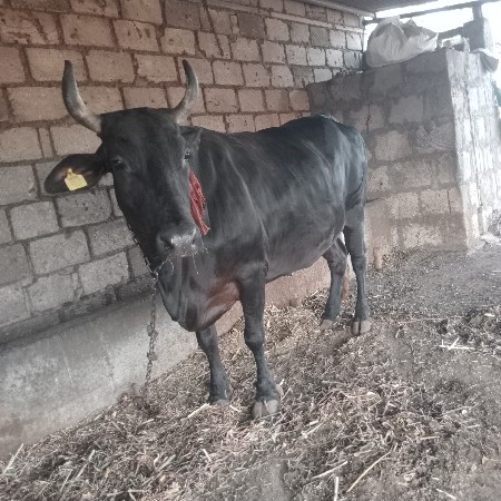 ગાય