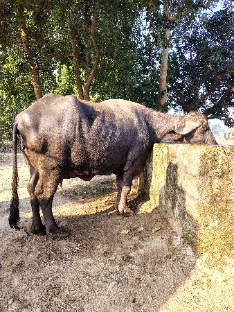 જાફરાબાદી ભેંસ