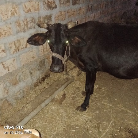 વાસડી આપવાની છે HF