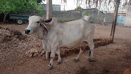 ગાય વેચવાની છે
