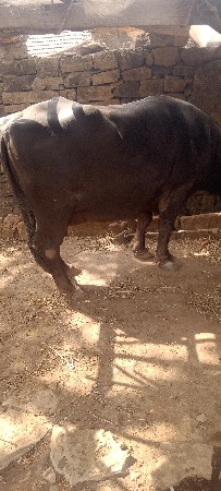 ભેસ.વેસવાની.