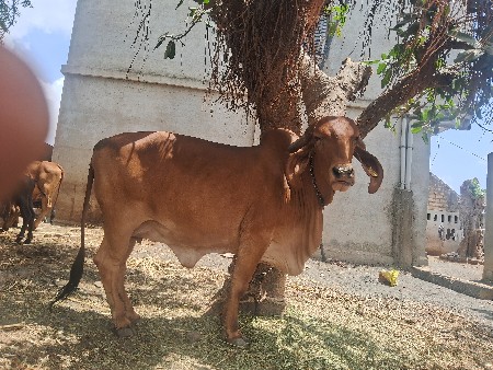 તીજુ વેધર