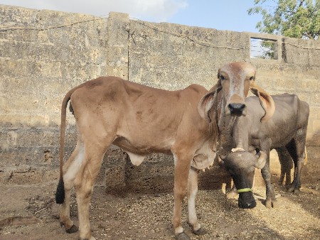બે વાછરડી વેચવાની છે