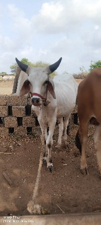 ગોઢલો વેચવાનો છે