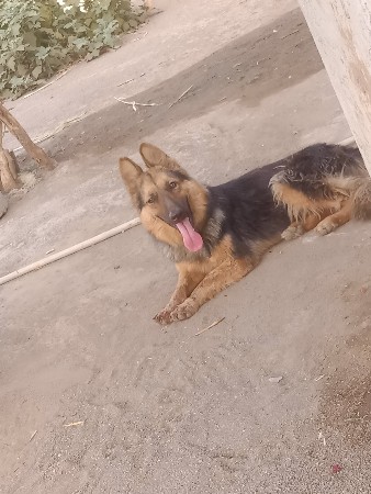 sasvi eva mans ne devano se free
