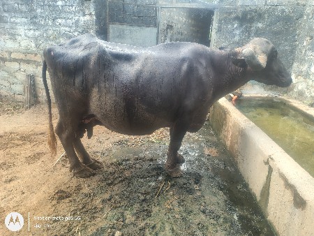 7 લિટર દૂધ છે