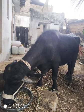 આ ભેસ વેચવાની છે.