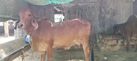 ઓરીજનલ ગીર હોરકી