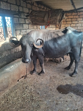 ભેસ