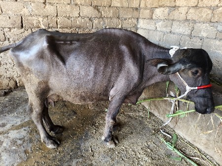 થાણા શેર પાંચ લિટર દૂધ ત્રણ મહિના