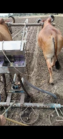 યોગીરાજ ધારીની ઓરણી વેચવાની છે