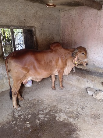 ગીર ગાય વેચવાની છે.