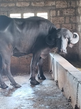 બીજું વેતર ખડેલી ટોપલ