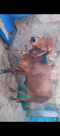 માથારી ગીર ગાય આપવાની છે