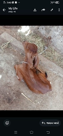 ગાયવેસવાનીસેવીયાણેલ