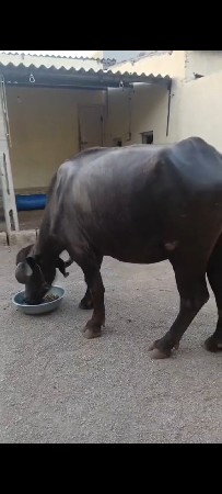 ખઙાય
