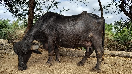 ભેંસ વેચવાની છે