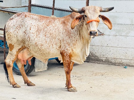 કાબરી ક્રોસ હોડકી વેચવાની છે