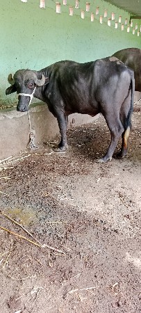 ખડેલી વેસવા ની સે