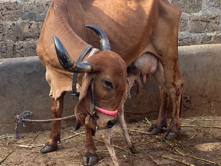 વાણલછે