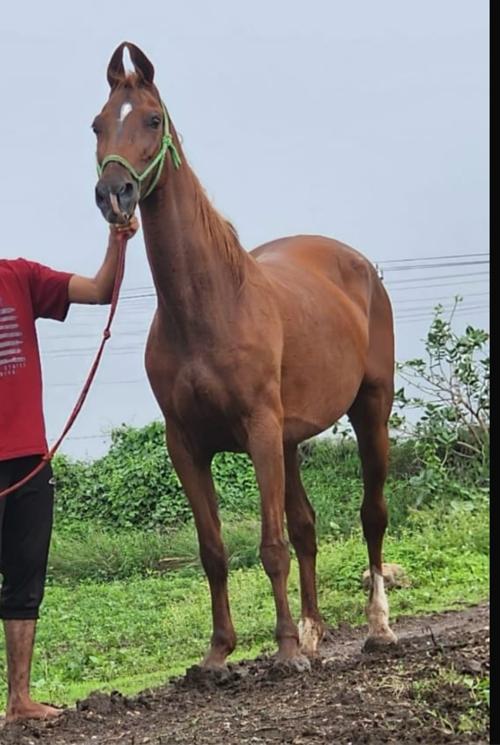 સાટા પન કરવા ના છે