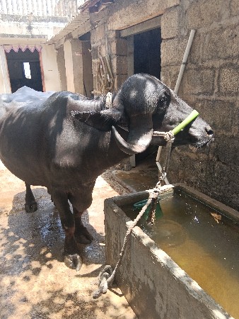 ભેંસ વેચવાની છે ભેંસ વેચવાની છે