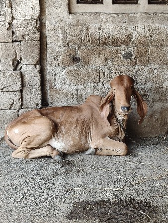 વાછડી વેચવાની છે