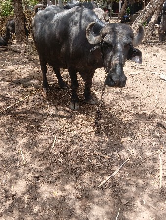 ભેંસ વેચવાની છે