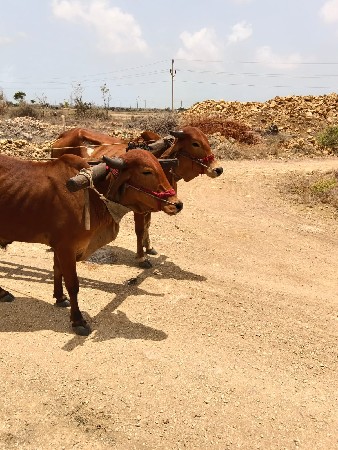 ગોધલા વેચવા ના છે