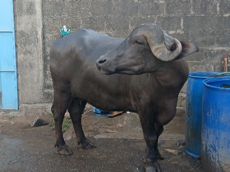 ખડેલું વેચવાનું છે
